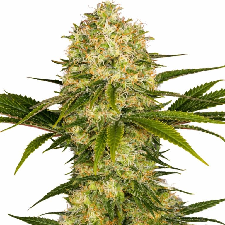 Afghani Autoflower