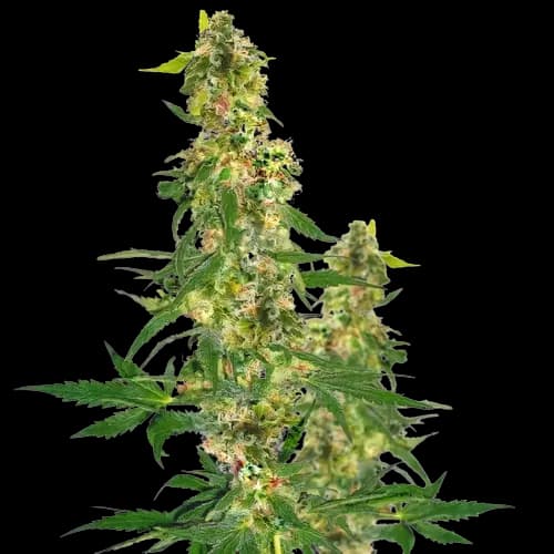 Blueberry Haze Auto