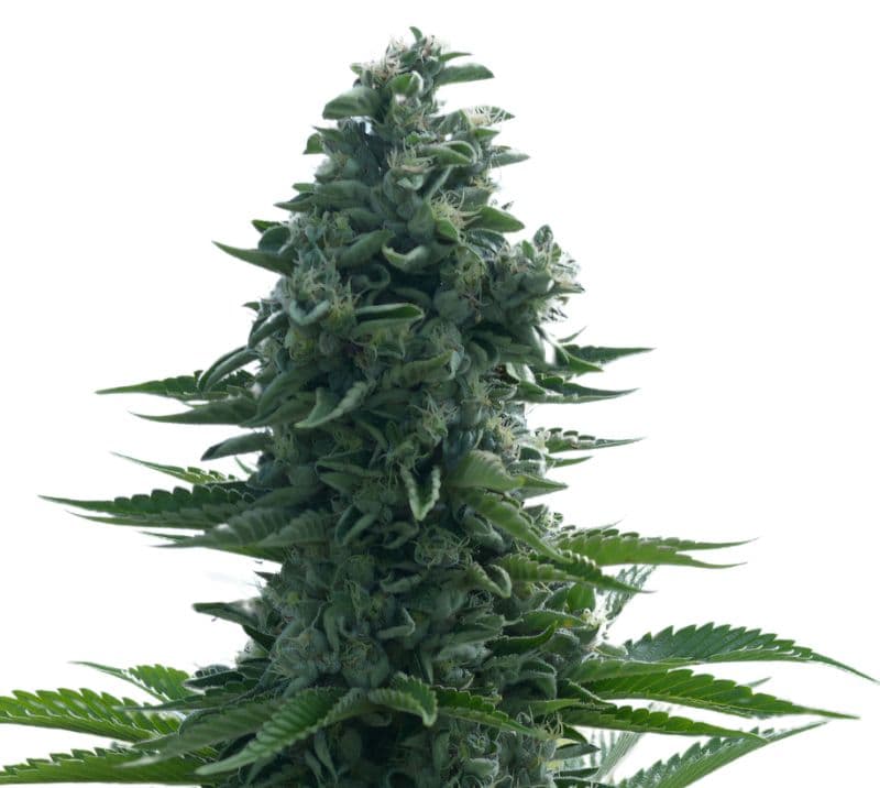 Lucid Dream Kush Autoflower