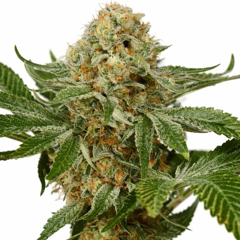 OG Kush Autoflower