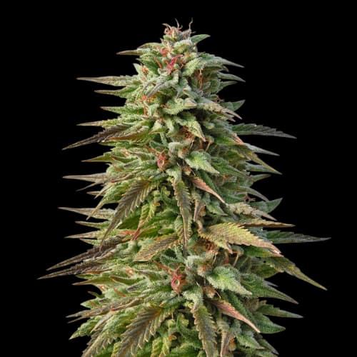Pineapple Kush Auto