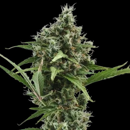 Sour Ape Autoflower