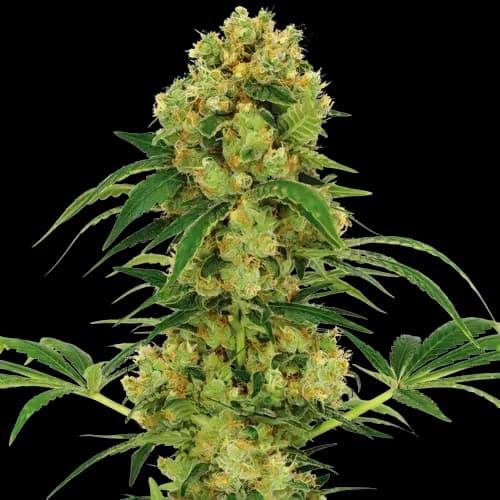 Sour Dream Feminized