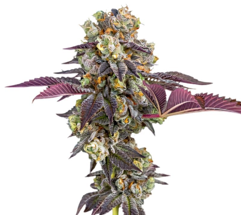 Strawberry Haze Auto